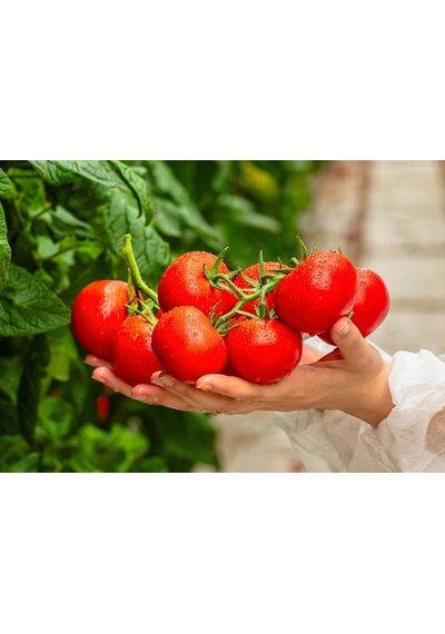 Mis Salkım Domates 1 Kg