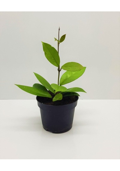 Çok Avantajlı Mum Çiçeği Pembe Fuşya Hoya Carnosa Kokulu 1.kalite 9 Cm Saksıda