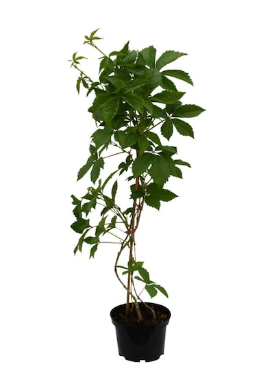 Renk Değiştiren Amerikansarmaşığı 45-65cm Saksılı/tüplü Peyzaj Bitkisi