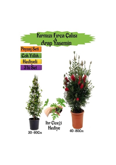 Kırmızı Fırça Çalısı+kokulu Arap Yasemini+ıtır Çiçeği Peyzaj Seti