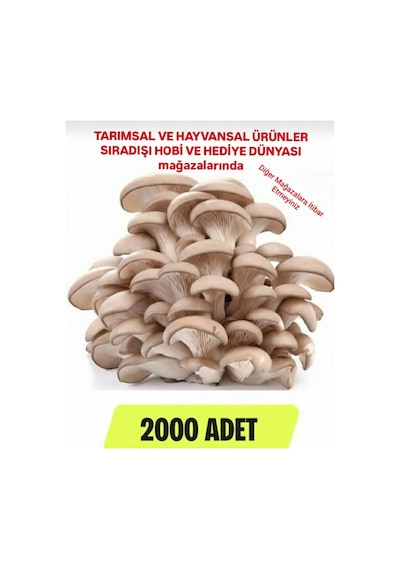 2000 Adet Istiridye Kavak Mantarı Tohumu + Ekim Poşetleri + Eğitim Kılavuzu Ve Hediye Üzüm Tohumu