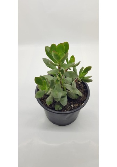 Crassula Ovata Para Çiçeği 10 Cm