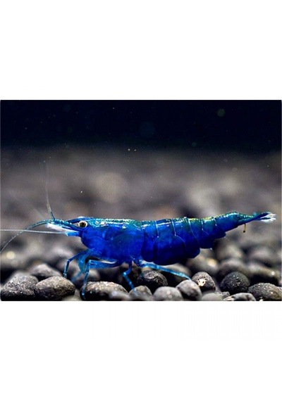 Mavi Melek Karides 10 Ad 1-1.2 Cm