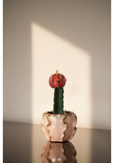 Canlı Alacalı Kırmızı Kaktüs Gymnocalycium Variegata - Özel Dalgalı Seramik Saksılı Hediyelik Aşılı Kaktüs