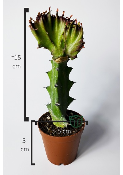 Euphorbia Lactea Cristata Variegata Dark Rim 5.5 Cm Saksıda