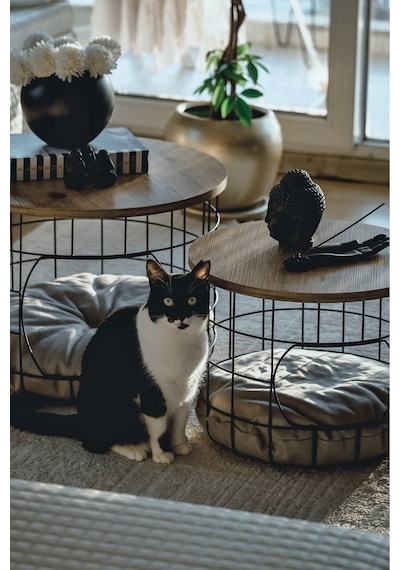 2 Li Kedi Yuvalı Sepet Sehpa Yastıklı Metal Zigon Çok Amaçlı Orta Sehpa Çam-siyah-beyazyastık