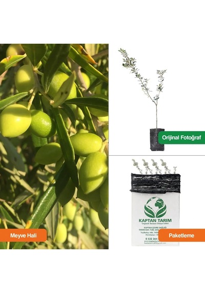 Storeşahin 1 Yaş Koroneiki Girit Zeytin Fidanı 10 Adet 30 Cm Shn0720