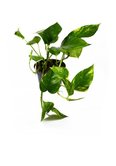 Barış Çiçeği 30-45cm -aşk Merdiveni-yeşil Kılıç 20-30cm -pothos Sarmaşığı 20-45cm