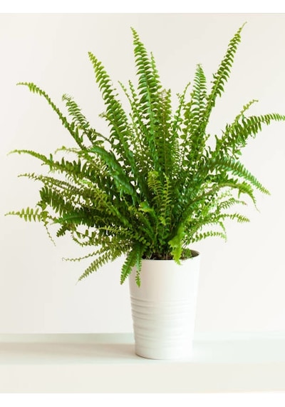 Serada Decor Plant Aşk Merdiveni Fujer Dolgun Formlu 14.5 Saksıda İç Mekan Bitkisi Salon Bitkisi