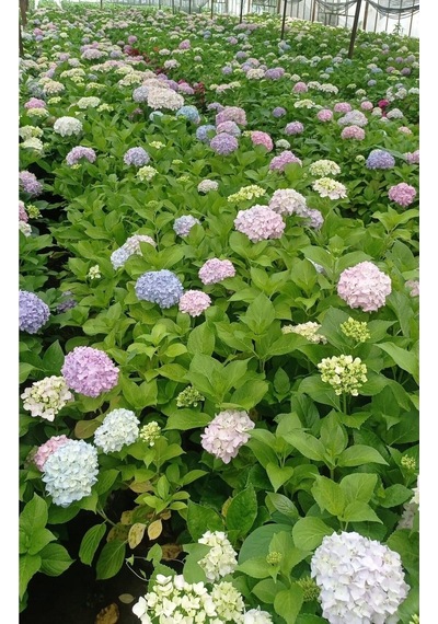 Videolu 1 Adet Açık Pembe Ortanca Çiçeği Fidanı 35-50 Cm Saksılı Çiçekli Bodur Bitkiler Hydrangea