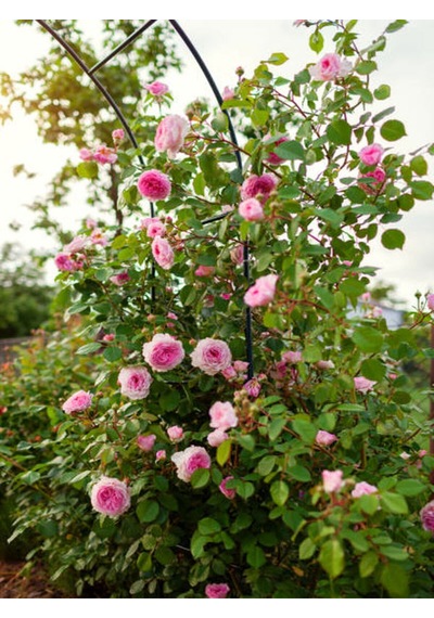 Videolu Pembe Ponpon Sarmaşık Gül Fidanı 1 Adet 80-120cm Dış Mekan Climbing Pink Ruffled Rose