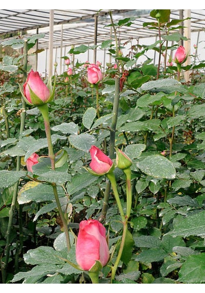 Gül Yoğun Kokulu Pembe Renkli 40 50 Cm 1 Adet Saksılı Aşılı Gül Pink Rose