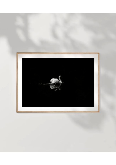Çerçevesiz Poster Gecenin Yalnız Kuğusu