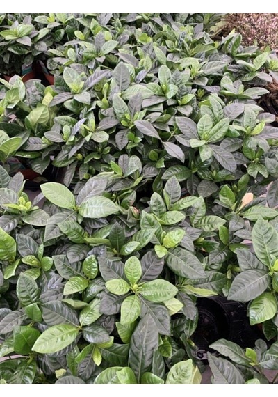 Gardenya Çiçeği 10-20 Cm