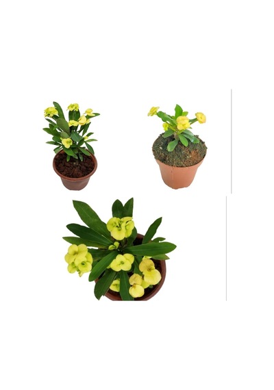 Videolu Sarı Dikenler Tacı Çiçeği 10-20 Cm Tüplü Çiçekli Bodur Bitkiler Yellow Euphorbia Milli
