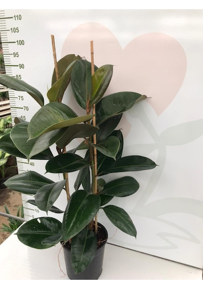Videolu Kauçuk Fidanı Bitkisi 2 Dallı 1 Adet Saksılı 60-100cm Ev Ofis Bitkisi Ficus Elastica