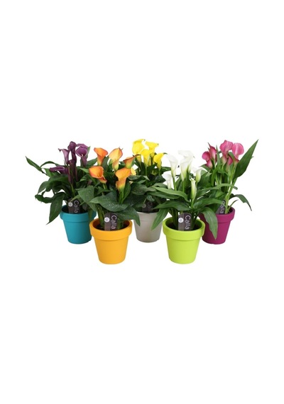 Nadir Ithal Karışık Calla Lily Tohumu 10 Tohum Çiçek Tohumu