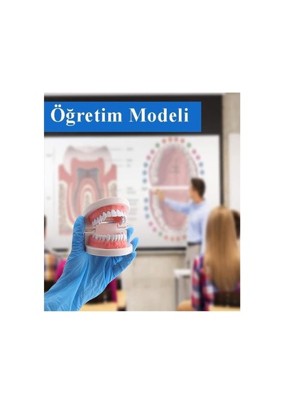 Artlantis Diş Modeli Anatomisi 1 Paket İnsan Diş Çene Modeli Eğitci Fen Biyoloji Deney Maketi Diş Maketi Çok Renkli