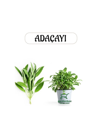 Aromatik Bitki Adaçayı Fidesi 1 Adet Saksılı 20-30cm Salvia