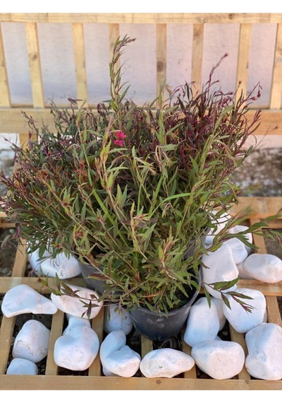 Gaura Çalısı Bitkisi 20-45 Cm Saksılı/tüplü Dış Mekan Sarmaşık Bitkileri