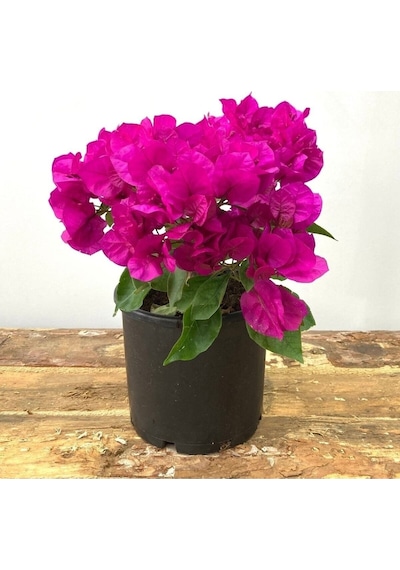 1 Adet Bodur Kırmızı Renk Begonvil Çiçeği Fidanı 15-40 Cm Çiçekli Bodur Bitkiler Red Bougainvillea