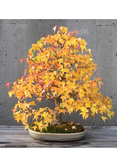 Liquidamber Bonzai Ağacı Ekim Seti 5 Adet Tohum Saksı Toprak Kombin