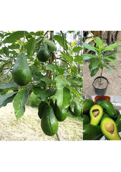 Aşılı Wurtz Bodur - Little Cado Avokado Fidanı 50-70 Cm - Tüplü Saksıda Yetişmeye En Uygun Gerçek Bodur Tür