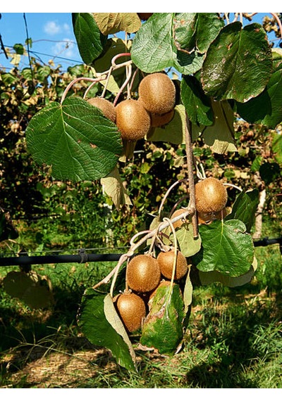 4'lü Meyve Seti Kivi Fidanı