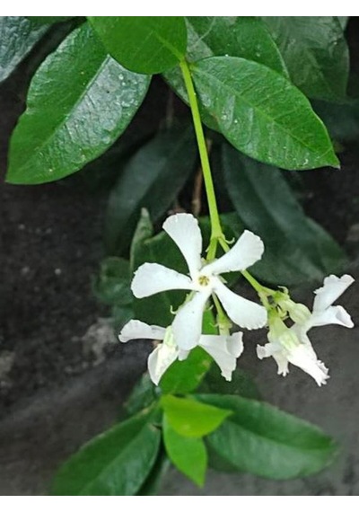 Videolu Arap Yasemin 80-100 Cm Saksılı/tüplü Dış Mekan Sarmaşık Bitkileri Arabian Jasmine