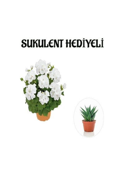 Hediyelik Beyaz Sardunya Çiçeği Sevgililer Gününe Özel Sukulent Hediyeli