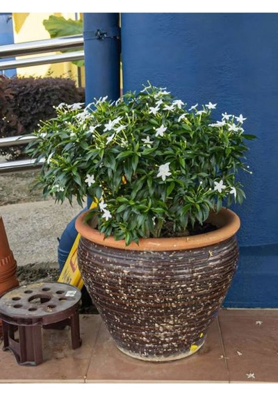 Kokulu Yasemin Çiçeği Beyaz Renkli 50 80 Cm 1 Adet Dış Mekan Bitkisi Jasminum