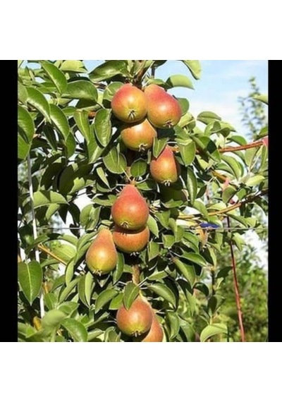 Etruşka Armut Fidanı Yarı Bodur, Saksılı, 2 Yaş