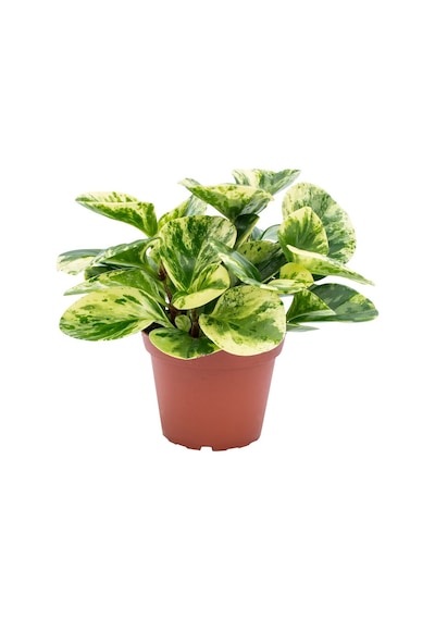 Alacalı Zümrüt Dalgası – Peperomia Obtusifolia