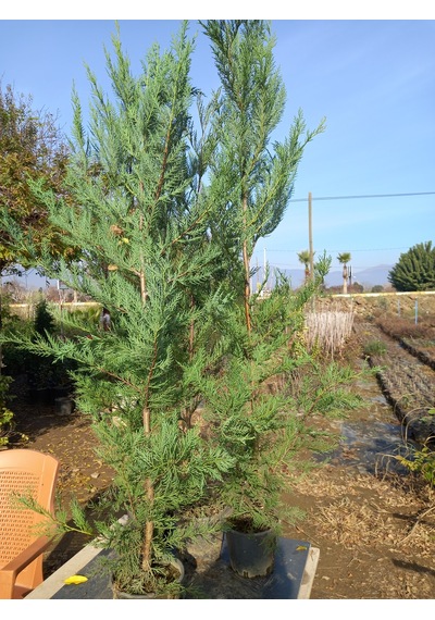 Leylandi, Çit Çamı 100-130 Cm. Boyunda, 2 Litre Saksıda