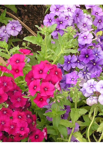 120+Kokulu Karışık Çiçekli Drummond Phlox Tohumu N114398