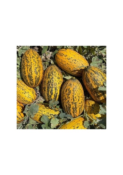 Kırkağaç Kavun Tohumu - 5 Gram