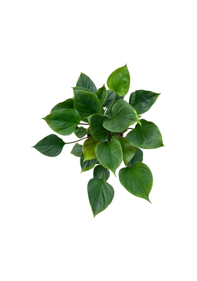 Homalomena Emerald