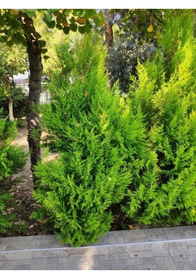 Videolu Limon Çamı Kokulu Limoni Selvi 50-70 Cm 1 Adet Saksılı Dış Mekan Ağaç Cupressus Macrocarpa