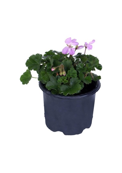 Sardunya Çiçeği Fidanı - Pelargonium - Pembe Renk 10-20 Cm