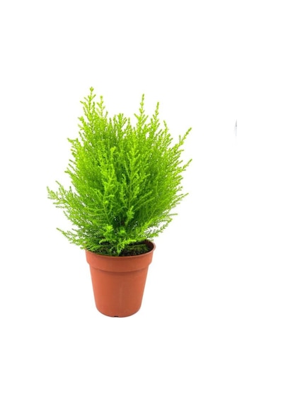 Videolu Limon Kokulu Limoni Servi 1 Adet Saksılı/ Tüplü Ev Ofis Salon Çamı 30-40 Cm Cupressus