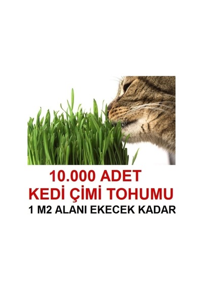 Kedi Çimi Tohumu Ortalama 10.000 Adet