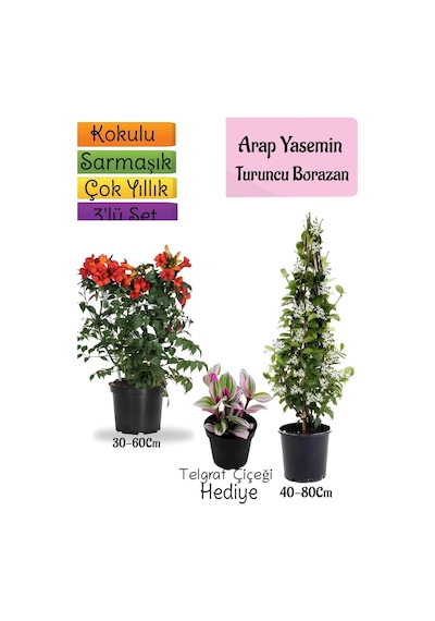 Kokulu Arap Yasemini+turuncu Acem Borusu Çiçeği+telgraf Çiçeği 3'lü Bahçe Seti