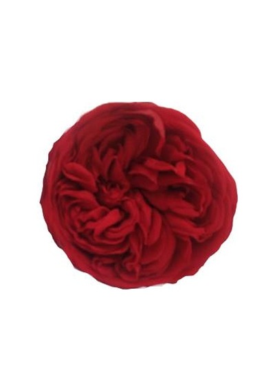 Rose Amor Kabuzika Kırmızı Renk Solmayan Gül Şoklanmış Gül