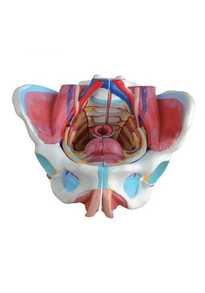Kadın Pelvis Modeli - Pelvis Maketi 01