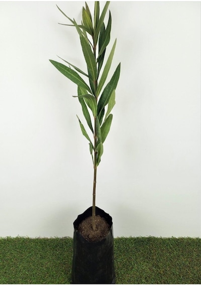 Videolu Özel Pembe Zakkum Fidanı 4 Adet 40-90 Cm Tüplü Dış Mekan Ağaçları Pink Oleander