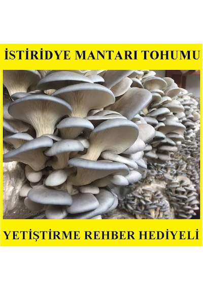 1 KG İstiridye Mantarı Tohumu Miseli