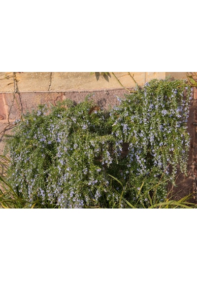 Yayılıcı Biberiye Rosmarinus Officinalis Prostratus 2 Adet