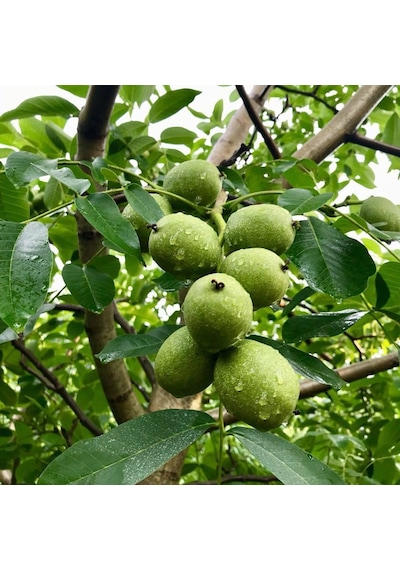 Tüplü Aşılı Bol Verimli Fernor Ceviz  Fidanı
