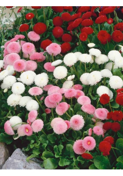 +20 Adet Şeker Tabağı Çiçeği Tohumu N112658