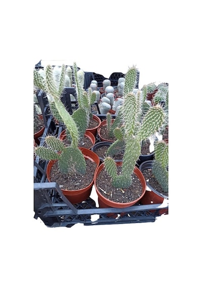 Opuntia Dikenli Hint Inciri Kaktüsü